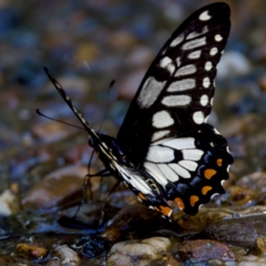 Papilio anactus at Acton, ACT - 10 Jan 2023