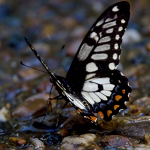 Papilio anactus at Acton, ACT - 10 Jan 2023 04:56 PM