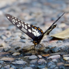 Papilio anactus at Acton, ACT - 10 Jan 2023