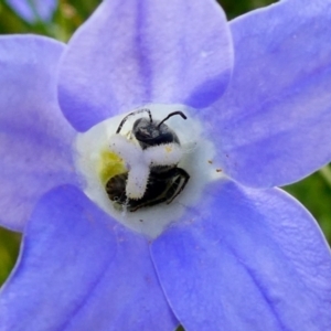 Lasioglossum (Chilalictus) sp. (genus & subgenus) at Duffy, ACT - 6 Dec 2022