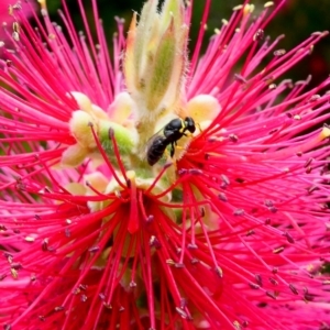 Hylaeus (Gnathoprosopis) euxanthus at Duffy, ACT - 2 Dec 2022