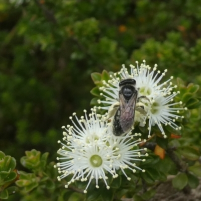 Leioproctus sp. (genus) (Plaster bee) at Acton, ACT - 1 Dec 2022 by actforbees