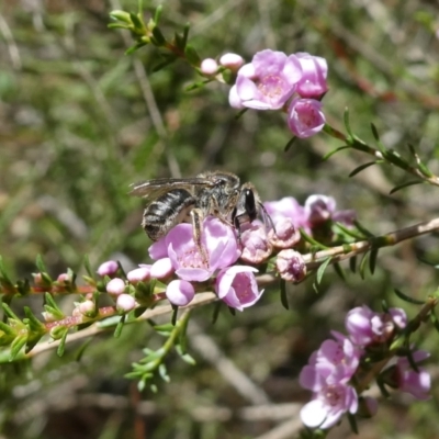 Lasioglossum (Chilalictus) sp. (genus & subgenus) (Halictid bee) at Acton, ACT - 6 Mar 2021 by actforbees