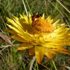 Exoneura sp. (genus) (A reed bee) at Acton, ACT - 27 Feb 2021 by actforbees