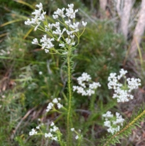 Conospermum taxifolium at Ulladulla, NSW - 10 Aug 2024 04:10 PM