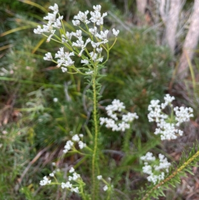 Conospermum taxifolium (Variable Smoke-bush) at Ulladulla, NSW - 10 Aug 2024 by Clarel