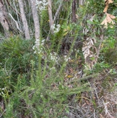 Conospermum taxifolium at Ulladulla, NSW - 10 Aug 2024 04:10 PM