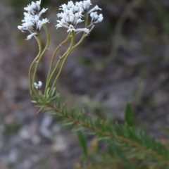 Conospermum taxifolium at Ulladulla, NSW - 10 Aug 2024 04:10 PM