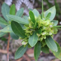 Dodonaea triquetra (Large-leaf Hop-Bush) at Ulladulla, NSW - 10 Aug 2024 by Clarel