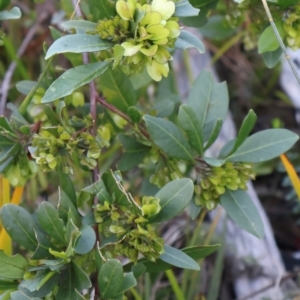 Dodonaea triquetra at Ulladulla, NSW - 10 Aug 2024 04:11 PM