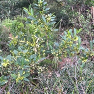 Dodonaea triquetra at Ulladulla, NSW - 10 Aug 2024