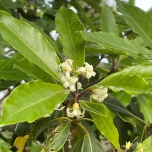 Pittosporum undulatum at Ulladulla, NSW - 10 Aug 2024