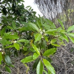 Pittosporum undulatum at Ulladulla, NSW - 10 Aug 2024 04:02 PM