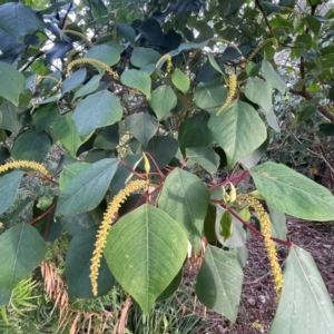 Homalanthus populifolius at Ulladulla, NSW - 10 Aug 2024 04:01 PM