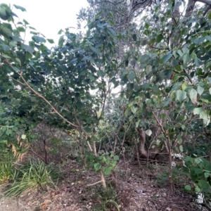 Homalanthus populifolius at Ulladulla, NSW - 10 Aug 2024 04:01 PM