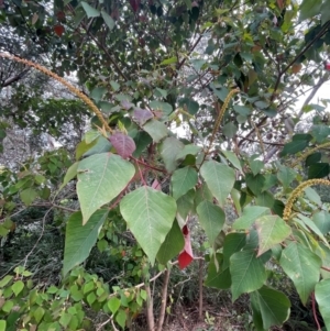 Homalanthus populifolius at Ulladulla, NSW - 10 Aug 2024 04:01 PM