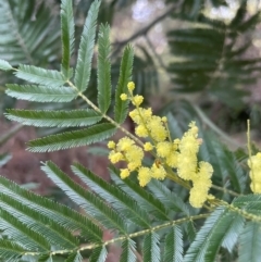 Acacia filicifolia at Ulladulla, NSW - 10 Aug 2024 by Clarel