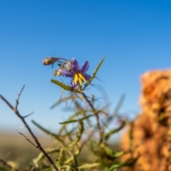 Solanum ferocissimum (Spiny Potato-Bush) at Louth, NSW - 7 Aug 2024 by Starflower