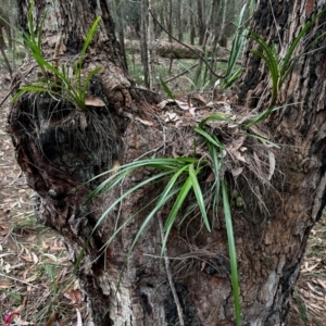 Cymbidium suave at Moruya, NSW - suppressed