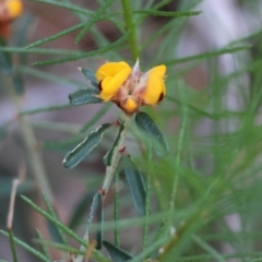 Pultenaea sp. (A Bush Pea) at Moruya, NSW - 10 Aug 2024 by LisaH