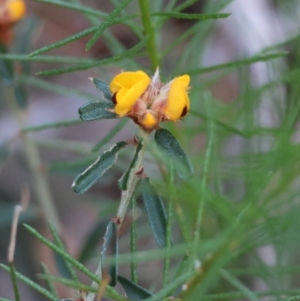 Pultenaea at Moruya, NSW - 10 Aug 2024