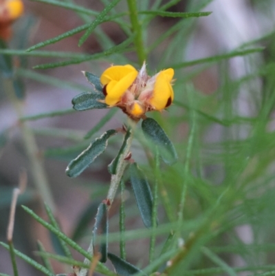 Pultenaea sp. (A Bush Pea) at Moruya, NSW - 10 Aug 2024 by LisaH