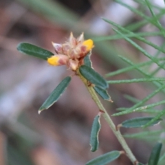 Pultenaea (genus) at Moruya, NSW - suppressed