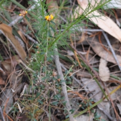 Pultenaea (genus) at Moruya, NSW - suppressed