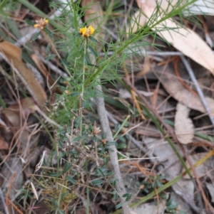 Pultenaea at Moruya, NSW - 10 Aug 2024