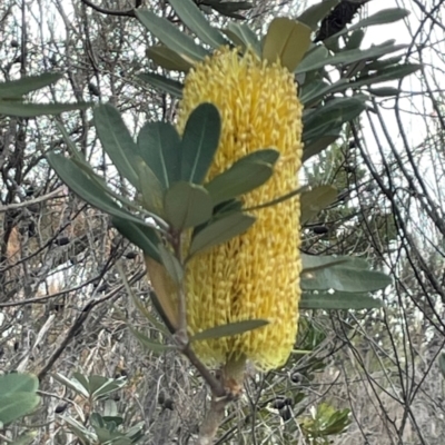 Banksia integrifolia subsp. integrifolia (Coast Banksia) at Ulladulla, NSW - 10 Aug 2024 by Clarel