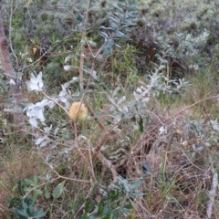 Banksia integrifolia subsp. integrifolia at Ulladulla, NSW - 10 Aug 2024 03:54 PM