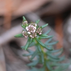 Poranthera ericifolia at Moruya, NSW - 10 Aug 2024 by LisaH