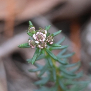 Poranthera ericifolia at Moruya, NSW - 10 Aug 2024