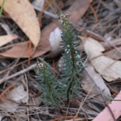 Poranthera ericifolia at Moruya, NSW - 10 Aug 2024