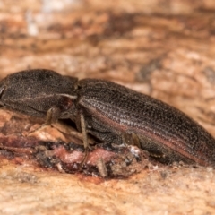 Agrypnus sp. (genus) (Rough click beetle) at Flynn, ACT - 9 Aug 2024 by kasiaaus