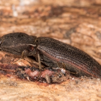 Agrypnus sp. (genus) (Rough click beetle) at Flynn, ACT - 9 Aug 2024 by kasiaaus