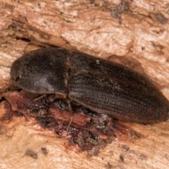 Agrypnus sp. (genus) at Flynn, ACT - 9 Aug 2024 03:42 PM
