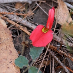 Kennedia prostrata at Moruya, NSW - 10 Aug 2024