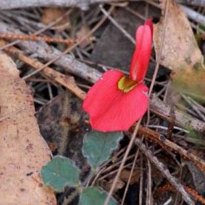 Kennedia prostrata (Running Postman) at Moruya, NSW - 10 Aug 2024 by LisaH