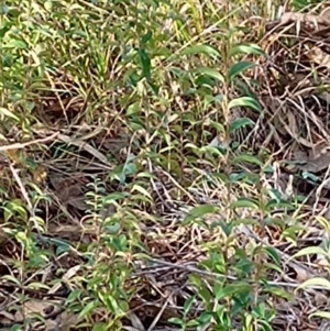 Ligustrum lucidum at Chisholm, ACT - 4 Aug 2024