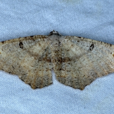 Dissomorphia australiaria (Dashed Geometrid, Ennominae) at Rosedale, NSW - 3 Nov 2022 by jb2602