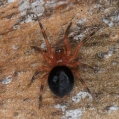 Scotospilus sp. (genus) (A dwarf sheet spider) at Flynn, ACT - 9 Aug 2024 by kasiaaus