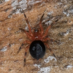 Scotospilus sp. (genus) (A drawf sheet spider) at Flynn, ACT - 9 Aug 2024 by kasiaaus