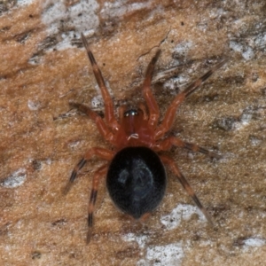 Scotospilus sp. (genus) at Flynn, ACT - 9 Aug 2024