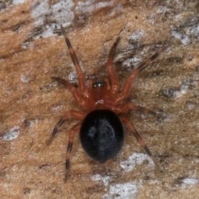 Scotospilus sp. (genus) (A drawf sheet spider) at Flynn, ACT - 9 Aug 2024 by kasiaaus