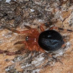 Scotospilus sp. (genus) at Flynn, ACT - 9 Aug 2024