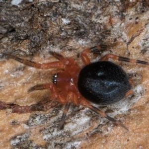 Scotospilus sp. (genus) at Flynn, ACT - 9 Aug 2024 03:43 PM