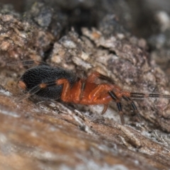 Scotospilus sp. (genus) at Flynn, ACT - 9 Aug 2024