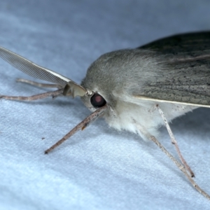 Arhodia lasiocamparia at Rosedale, NSW - 3 Nov 2022 11:34 PM