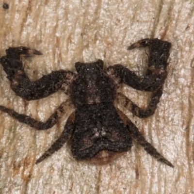 Stephanopis sp. (genus) (Knobbly crab spider) at Flynn, ACT - 9 Aug 2024 by kasiaaus